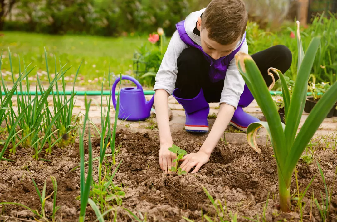 A child gardening