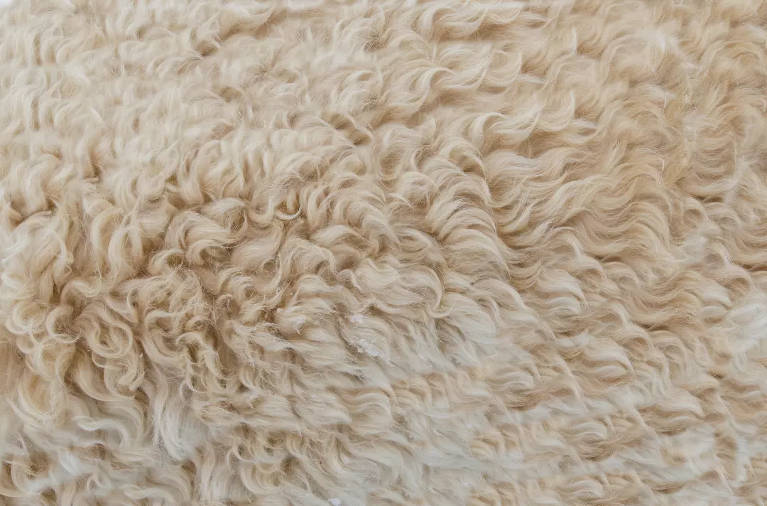 Wool