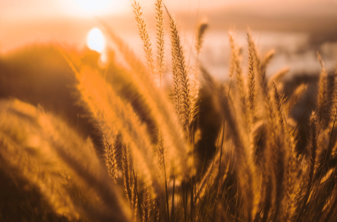 Photo shows the sun shining through heads of wheat.