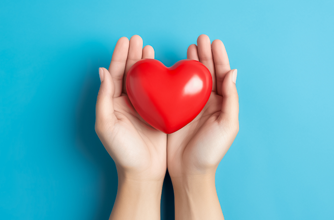 A photo shows someone holding a model heart with both hands.